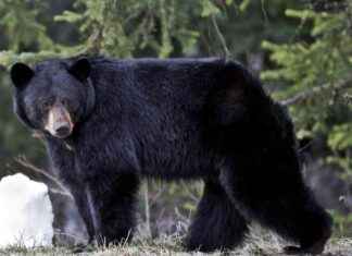 12-year-old hero saves dad’s life with clutch shot in bear attack news-26092024-022408