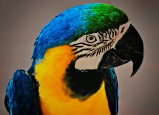 Animal Foundation Las Vegas: Discover How They Transform Lives Daily