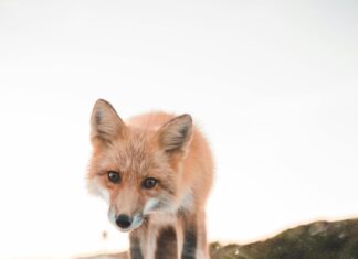 Fox Rent A Car Las Vegas: Discover The Ultimate Affordable Rental Deals