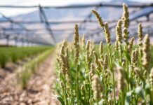 Innovative Agricultural Practices: Chia Seed Farming Takes Center Stage in Nevada Innovative Agricultural Practices: Chia Seed Farming Takes Center Stage in Nevada